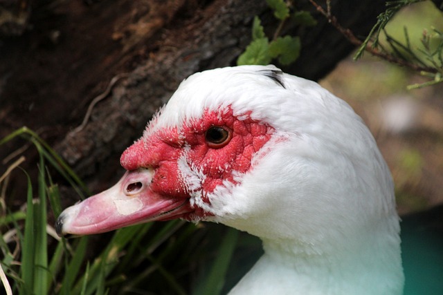 还收获了许 还收获了许