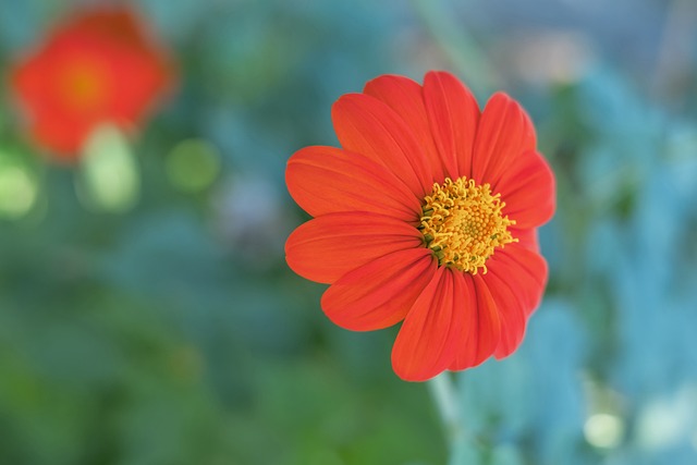 国际足联 国际足联