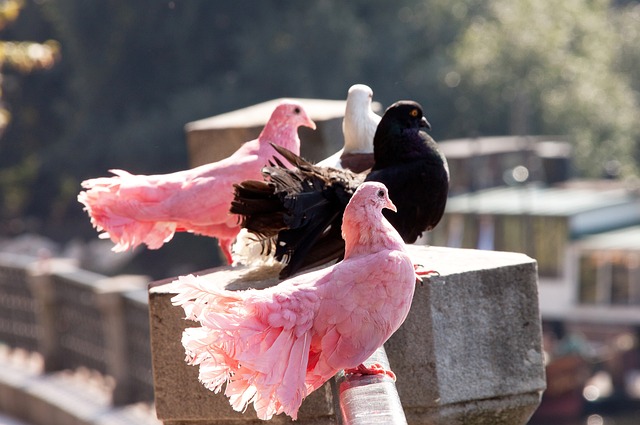 年欧洲杯的 年欧洲杯的